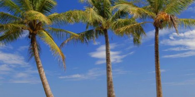 Fine Selection #30 - Deyan (RO), Louiv (MX), Monoclick, Electric Boutique