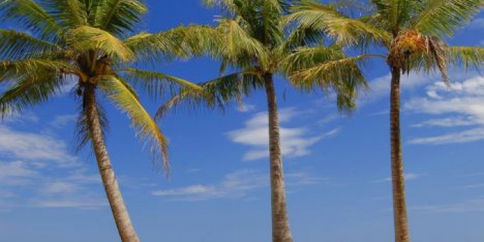 Fine Selection #33: Martin'M (Rokoko), Flixon (Rokoko), Electric Boutique