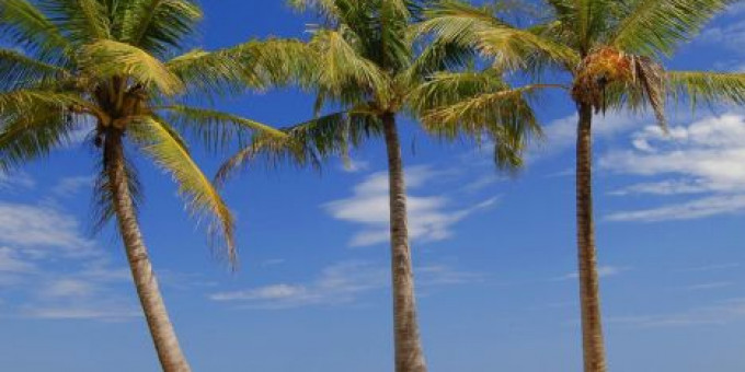 Fine Selection #34: Robert Dobak (Agora), Electric Boutique